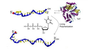 ew recipe uses overlooked DNA builder to simplify production of synthetic biomaterials for applications ranging from drug delivery to nanowires.
CREDIT
Stefan Zauscher, Duke University