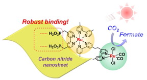 Figure.  Schematic of solar fuel production by semiconductor photocatalyst
Researchers observed robust binding between the ruthenium metal complex and carbon nitride nanosheets under visible light in aqueous solution
 Angew. Chem.