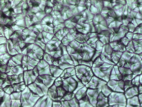 This is an optical micrograph of perovskite crystal grains crafted by meniscus-assisted solution printing.
CREDIT
Image courtesy of Ming He, Georgia Tech