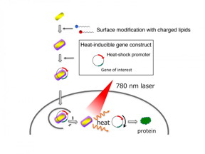 This is the delivery and activation of genes by gold nanorods. Gold nanorods coated with charged lipids efficiently bind to DNA and penetrate cells. The team designed an artificial gene that is turned on by heat generated by the gold nanorods upon exposure to near infrared light illumination.
CREDIT
Kyoto University iCeMS
