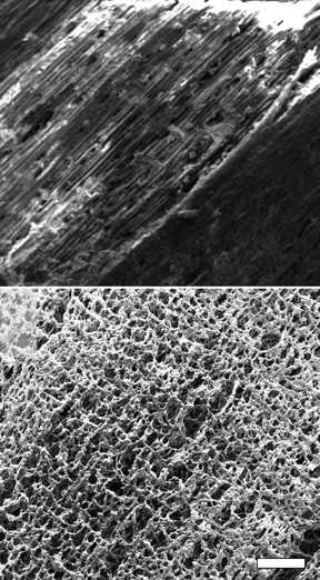 Scanning electron microscope images show pristine pine at top and laser-induced graphene on pine (P-LIG) produced at Rice University at bottom. The scale bar is about 500 micrometers. (Credit: Tour Group/Rice University)