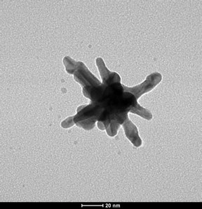 A gold nanostar under an electron microscope. The nanostar's size causes it to accumulate within tumors, where researchers use infrared light to heat it and destroy cancerous growths.
CREDIT
Tuan Vo-Dinh, Duke University
