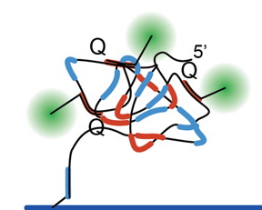 A Danish-American research team has now found another piece of the puzzle for the development of personalized medicine with the results of a highly sensitive monitoring of cancer-related topoisomerase II enzymes.