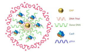 CRISPR-Gold is composed of 15 nanometer gold nanoparticles that are conjugated to thiol-modified oligonucleotides (DNA-Thiol), which are hybridized with single-stranded donor DNA and subsequently complexed with Cas9 and encapsulated by a polymer that disrupts the endosome of the cell.
CREDIT
Murthy/Conboy/Nature Biomedical Engineering
