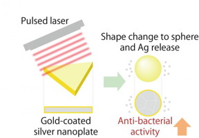 When gold-coated silver nanoplates are irradiated with a pulsed laser, they change shape into a sphere and release silver ions which produces a strong antibacterial effect.
CREDIT
Dr. Takuro Niidome