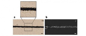 Using a one-step laser fabrication process, researchers created flexible hybrid microwires that conduct electricity. (a) An optical microscope image of the silver (black) and silicone (clear) microwires. (b) Scanning electron microscopy image of the same fabricated structure. Both scale bars are equal to 25 microns.
CREDIT
Mitsuhiro Terakawa, Keio University