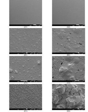 Overview of fat bloom development (left side) on a chocolate surface following oil migration: (A1) initial glossy surface; (B1) occurrence of oil blisters; (C1) sprouting of fat crystals from oil blisters; (D1) surface fully covered with fat crystals. Overview of sugar bloom development (right side) on a chocolate surface following moisture migration: (A2) initial glossy surface; (B2) occurrence of blisters comprising sucrose in solution; (C2) sprouting of sucrose crystals from blisters; (D2) surface covered with sucrose crystals.1 (Reproduced with permission from the author, Dr P D Tran)