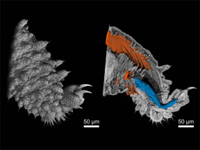 Nano-CT images of a velvet worm leg. Left picture: Surface of the leg, right picture: A view inside the tissue with muscle fibers highlighted. (image: Mller, Pfeiffer / TUM / reproduced with permission from PNAS)