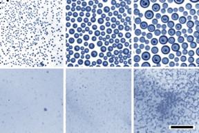 Optical images demonstrate that when water droplets condense on an oil bath, the droplets rapidly coalesce to become larger and larger (top row of images, at 10-minute intervals). Under identical conditions but with a soap-like surfactant added (bottom row), the tiny droplets are much more stable and remain small.

Courtesy of the researchers