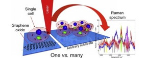 Single cell immobilization on GO modified substrates.
CREDIT
Tomsk Polytechnic University
