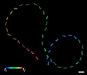 Trajectory of a templated helical silica nanoswimmer manually controlled to move in an approximate figure-eight pattern; scale bar is 5 μm.
CREDIT
Jamel Ali
