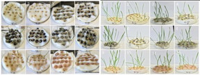 Rice University researchers tested the effects of carbon nanotubes on the growth of wheatgrass. While some showed no effect, purified single-walled nanotubes in water (5) enhanced the plants' growth, while the same nanotubes in a solvent (6) retarded their development. The photos at left show the plants after four days and at right after eight days, with odd-numbered plants growing in water and evens in a solvent. Numbers 1 and 2 are controls without nanotubes; 3-4 contain raw single-walled tubes; 5-6 purified single-walled tubes; 7-8 raw multi-walled tubes; 9-10 low-concentration iron-oxide nanoparticles and 11-12 high-concentration iron-oxide nanoparticles. (Credit: Barron Research Group/Rice University)