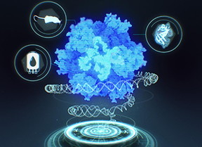 Institute for Protein Design & Cognition Studio
Synthetic nucleocapsids composed of computationally designed proteins that can package their own RNA genomes providing a blank slate to evolve useful properties for drug delivery and other biomedical applications.