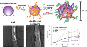 An international science team has developed an innovative therapeutic complex based on multi-layer polymer nano-structures of superoxide dismutase (SOD). The new substance can be used to effectively rehabilitate patients after acute spinal injuries, strokes, and heart attacks.

CREDIT
NUST MISIS
