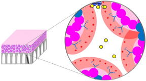 Membrane structure; the top layer (pink) shows selective layer morphology containing packed micelles. The spaces between the micelles form membrane nanopores with size of 1-3 nanometer

CREDIT
Ilin Sadeghi, study co-author and Tufts University Ph.D. candidate
