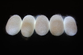 New research suggests fibers from a silkworms cocoon may represent natural metamaterials, a discovery with various technological and scientific implications. (Purdue University image/Young Kim)