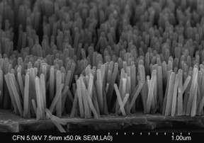 The scientists used a low-temperature approach to grow this nanowire array composed of zinc-oxide crystals. On average, the nanowires have a diameter of 4050 nanometers (nm) and a length of 500 nm.