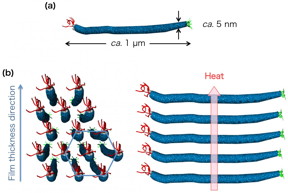 This image shows (a) phage and (b) hexagonally assembled structures of the phages in the film.
CREDIT
Scientific Reports