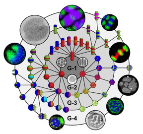 A new mix-and-match toolkit allows researchers to create a library of complex nanoparticles that could be used in medical, energy, and electronic applications. First-generation (G-1) spheres, rods, and plates transform into 47 increasingly sophisticated higher-generation (G-2, G-3, G-4) particles through sequences of chemical reactions. In the image, each color represents a distinct type of material, and electron microscope images are shown for several types of particles.
CREDIT
Schaak Laboratory, Penn State