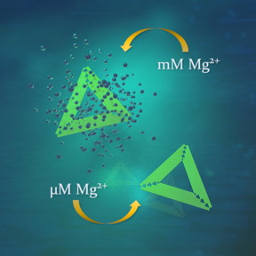 DNA origami nanostructures (green triangles) survive although magnesium concentration is drastically decreased from fabrication conditions.
CREDIT
Boxuan Shen and Veikko Linko/Aalto University
