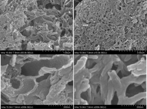 These are TEM images of carbon extraction replica of silicon nanotubes SiNTs.

CREDIT
FEFU press office