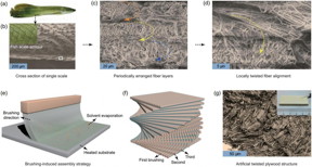 Micro/nanostructure of fish scale and biomimetic fabrication and characterization. (a) arapaima giga; (b-d) micro/nanostructure of fish scale, three colored dotted lines represent three periodically arranged fiber layers; (e-f) biomimetic bottom-up assembly strategy; (g) biomimetic twisted plywood structural material and microstructure.

CREDIT
Science China Press