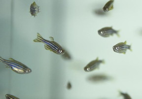 The UPV/EHU's Cell Biology in Environmental Toxicology research group has analysed adult zebrafish to find out the effects that in the long term can be caused by these silver particles present in fresh water

CREDIT
Egoi Markaida. UPV/EHU