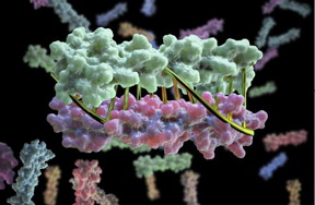 Proteins designed in the lab can now zip together in much the same way that DNA molecules zip up to form a double helix. The technique could enable the design of protein nanomachines that can potentially help diagnose and treat disease, allow for the more exact engineering of cells and perform a wide variety of other tasks. This technique provides scientists a precise, programmable way to control how protein machines interact.

CREDIT
Institute for Protein Design