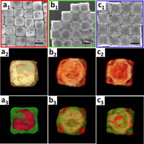 The 3-D structure and chemical composition characterizations of the products obtained after five minutes (a), 20 minutes (b), and one hour (c). The scanning electron microscope images (subscript 1, scale bars are 100 nanometers), reconstructed 3-D volume renderings (subscript 2), and 3-D elemental mappings (subscript 3, gold in green and silver in red) show the transformation of the silver nanocubes into gold-silver nanowrappers.

CREDIT
Brookhaven National Laboratory

