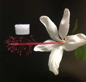 An optical image showing an hBNAG sample resting on the stamen of a flower.

CREDIT
X. Xu and X. Duan