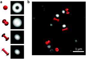 The researchers compared calculated images of single molecules in different orientations (left) with experimental ones (right) to determine the 3D alignment of the fluorescent molecules in a sample. 1 m is one micrometer, about 1/100th the width of a human hair.

Credit: NIST