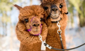 Bryson and Sanchez, two alpacas who produce unusually small antibodies. These 'nanobodies' could help highly promising CAR T-cell therapies kill solid tumors, where right now they work only in blood cancers.

CREDIT
Courtesy of Boston Children's Hospital
