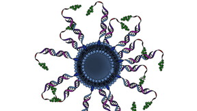 The most effective spherical nucleic acid-based vaccine for cancer immunotherapy featured a peptide antigen (in green) interspersed with DNA.
