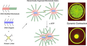Mixing DNA-modified microtubules, DNA origami and kinesin linkers leads to star-like formations of microtubules that are connected by kinesin linkers. This network contracted dynamically when ATP energy was added. 
(Matsuda K. et al., Nano Letters, April 30, 2019)
