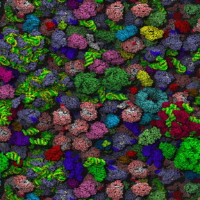 Molecular model of the crowded interior of a bacterial cell. New research shows that particles can move more quickly through crowds if the crowding molecules are non-uniformly distributed.

CREDIT
Adrian H Elcock, CC BY 2.0 ( https://creativecommons.org/licenses/by/2.0/legalcode )