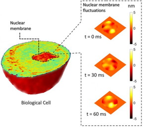 Measuring sub-nanometer membrane fluctuations for nuclear mechanics.

CREDIT
Singapore-MIT Alliance for Research and Technology