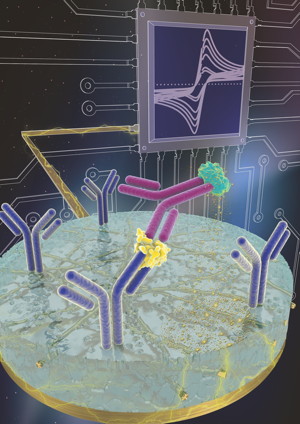 Central to eRapid’s success is an antifouling coating on top of the electrode that is permeated by conductive components. When a target (yellow) binds to its probe (purple), it attracts a secondary probe (magenta) that initiates the precipitation of a compound onto the electrode, generating an electrical signal that reports the concentration of the target molecule. Credit: Wyss Institute at Harvard University