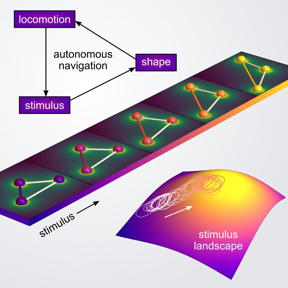 This is a schematic of autonomous navigation mechanism via shapeshifting
CREDIT
Yong Dou/Columbia Engineering