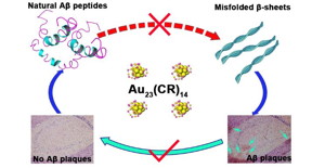 Au23(CR)14 Nanocluster functions in multiple stages of the progression from Aβ monomer to Aβ plaques.

CREDIT
©Science China Press