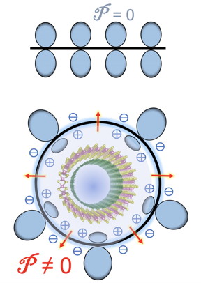 Rice University theorists have calculated flexoelectric effects in double-walled carbon nanotubes. The electrical potential (P) of atoms on either side of a graphene sheet (top) are identical, but not when the sheet is curved into a nanotube. Double-walled nanotubes (bottom) show unique effects as band gaps in inner and outer tubes are staggered. (Credit: Yakobson Research Group/Rice University)