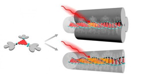 On the left, the molecular building block for the fibres, comprising a carbonylbridged triarylamine core (red), three amide moieties (blue) and chiral bulky peripheries (grey). Selfassembly in ndodecane results in single supramolecular nanofibres, Which can be assembled in bundles of supramolecular nanofibres.

CREDIT
Richard Hildner, University of Groningen