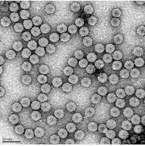 Visually indistinguishable particles of Brome Mosaic Virus.

CREDIT
Ayala Rao/UCR