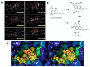 The contributions of researchers from The University of Texas at El Paso have yielded the first indication that carbon quantum dots, a class of nanoparticles, can be utilized to combat neurological disorders.

CREDIT
Mahesh Narayan