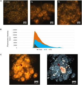 The release of prodigiosin from p-HNTs in cytoplasm of HCT116 cells. Fluorescence images of p-HNTs-treated cells were taken after 15 min, 1 and 3 h of incubation (A). fluorescence intensity histogram (B) demonstrated that the fluorescence intensity increased proportionally to the incubation time. Comparative analysis of dark-field and fluorescence images (C) demonstrates the absence of extracellular leakage of prodigiosin. The arrows indicate the red colored p-HNTs aggregate on the cell surface which cannot be visualized on fluorescent image.

CREDIT
Kazan Federal University