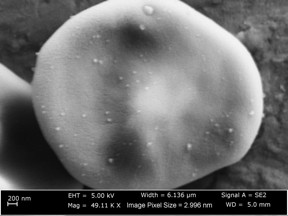 An SEM image of the nanoparticles on the red blood cell

CREDIT
(Image courtesy of Eden Tanner/ Harvard SEAS)