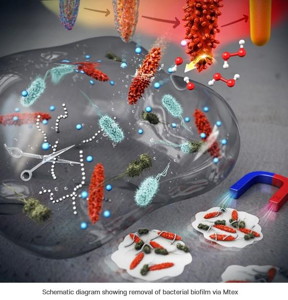 Schematic diagram showing removal of bacterial biofilm via Mtex

CREDIT
POSTECH