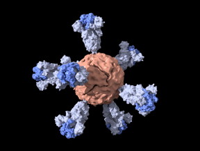 A schematic visualization of the ferritin nanoparticle with shortened coronavirus spike proteins, which is the basis of a SARS-CoV-2 vaccine candidate from Stanford.

CREDIT
Duo Xu