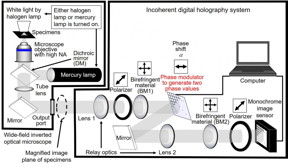 Overview of the developed high-speed holographic fluorescence microscopy system for scanless 3D measurement with submicron resolution.

CREDIT
National Institute of Information and Communications Technology (NICT), Tohoku University, Toin University of Yokohama, Japan Science and Technology Agency (JST)