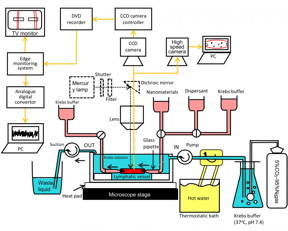 Schematic diagram of an intralymphatic evaluation system for nanoparticles This article was published in Nano Today, 36, Kuroda C, et al., Isolated lymphatic vessel lumen perfusion system for assessing nanomaterial movements and nanomaterial-induced responses in lymphatic vessels, online, Copyright Elsevier (2021).

CREDIT
Copyright � 2021 Elsevier B.V.