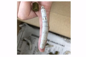 The silk worm and its CNF containing feed

CREDIT
Tohoku University